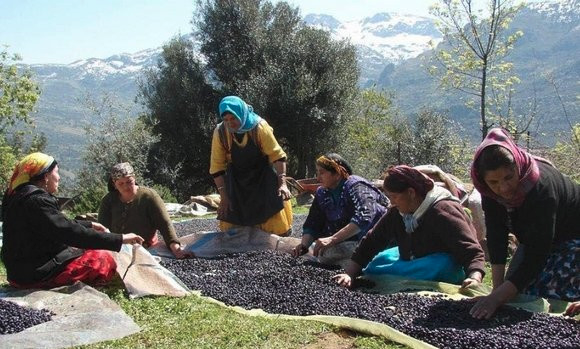 Cueillette des olives à Bouira: la convivialité et l’entraide animent les champs